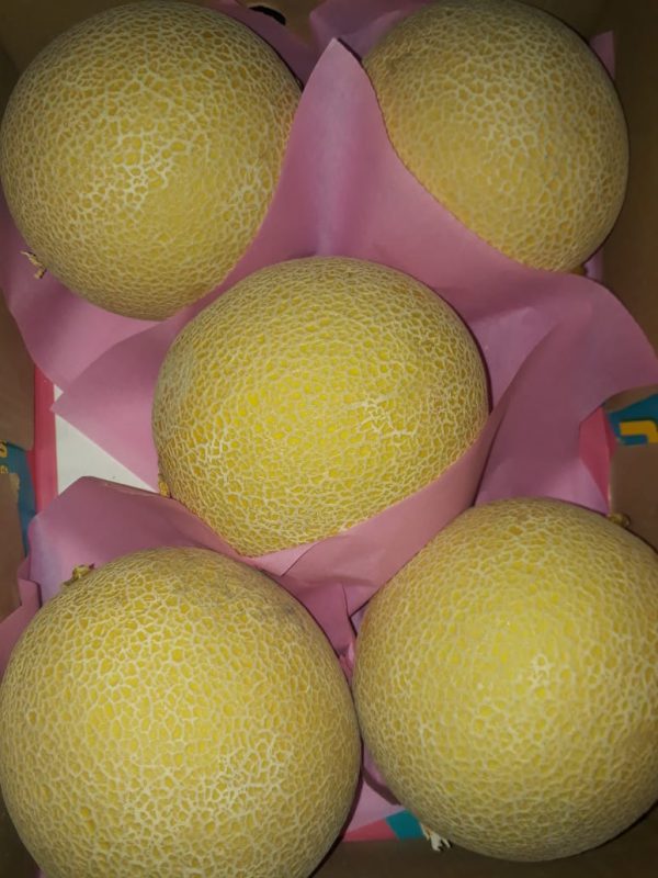 Galia melon2