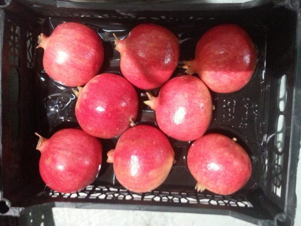 Pomegranate3