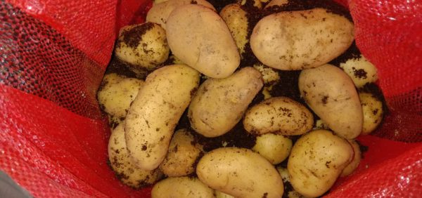 potatoes2